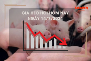 Giá heo hơi hôm nay 14/7/2024: thấp nhất 62.000 đồng/kg