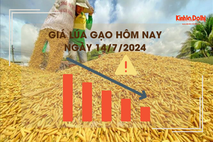 Giá lúa gạo hôm nay 14/7/2024: giá lúa giảm 200 đồng/kg