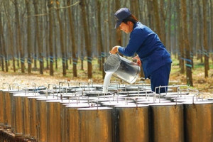 Một doanh nghiệp cao su báo lãi quý II/2024 tăng 140%