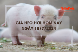 Giá heo hơi hôm nay 18/7/2024: tiếp tục giảm nhẹ trên cả 3 miền