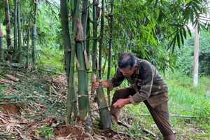 Lão nông 'phất' lên nhờ nghề lạ ở Việt Nam, 'hốt' tiền tỷ nhờ mang loại cây hiếm về trồng