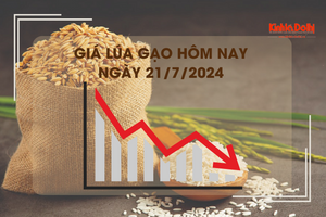 Giá lúa gạo hôm nay 21/7/2024: giá gạo tại chợ lẻ giảm mạnh