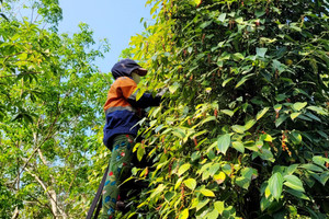 Giá tiêu hôm nay 22/7: chờ đợi cú hích giúp thị trường tăng cuối tháng 7/2024