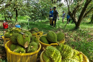 Nếu không xuất khẩu được sầu riêng đông lạnh, khó đạt mục tiêu xuất khẩu 3 tỷ USD