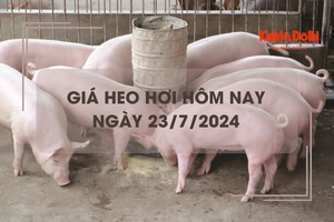 Giá heo hơi hôm nay 23/7/2024: biến động trái chiều