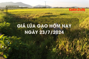 Giá lúa gạo hôm nay 23/7/2024: giá gạo tăng 50 đồng/kg