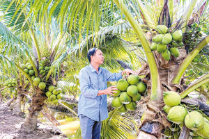 Dừa tươi Việt sắp xuất sang Trung Quốc, người Thái lo lặp lại kịch bản sầu riêng