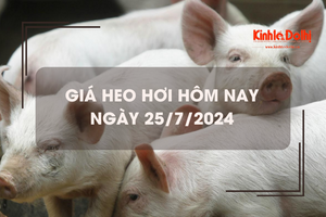 Giá heo hơi hôm nay 25/7/2024: tiếp tục tăng nhẹ 1.000 đồng/kg