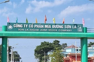 Mía đường Sơn La (SLS) báo lãi kỷ lục, hoàn thành vượt 288% mục tiêu lợi nhuận cả năm