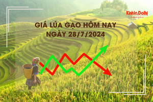 Giá lúa gạo hôm nay 28/7/2024: thị trường lúa gạo có xu hướng tăng nhẹ