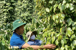 Giá tiêu hôm nay 28/7: tăng 5.000/đồng/kg trong tuần, chờ đợi 2 sự kiện tuần tới