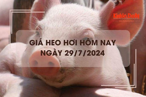 Giá heo hơi hôm nay  29/7/2024:  giảm nhẹ 1.000 đồng/kg