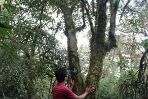 Loại cây hàng nghìn năm tuổi ở Việt Nam cho loại ‘báu vật’ giá 680 triệu/kg, sinh sống ở độ cao gần 3.000m, hiện cả nước chỉ còn 60 gốc