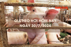 Giá heo hơi hôm nay 30/7/2024: Khánh Hoà thu mua thấp nhất 62.000 đồng/kg