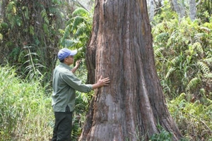 Quần thể 162 cây gỗ 'hóa than đá' quý hiếm bậc nhất Việt Nam, 'núi tiền' cũng không mua được