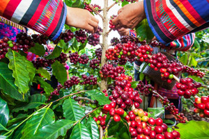 Giá cà phê hôm nay 2/8: Robusta vẫn lao dốc, xuất khẩu cà phê giảm sâu