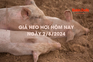 Giá heo hơi hôm nay 2/8/2024: biến động trái chiều 1.000 đồng/kg