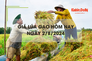 Giá lúa gạo hôm nay 2/8/2024: giá gạo tăng từ 100 - 250 đồng/kg