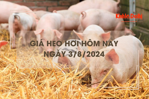 Giá heo hơi hôm nay 3/8/2024: giảm rải rác 1.000 đồng/kg