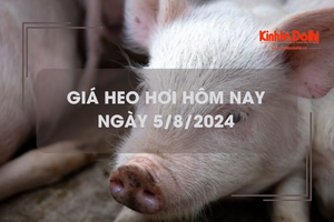 Giá heo hơi hôm nay 5/8/2024: Bắc Giang và Hưng Yên neo cao nhất cả nước