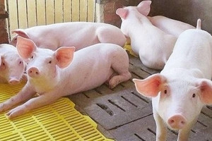 Thịt heo được giá, Hoà Phát (HPG) thắng lớn với trang trại hàng trăm nghìn con