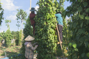Giá tiêu hôm nay 8/8: tổng hoà nguyên nhân đẩy giá tiêu giảm 3 ngày liền