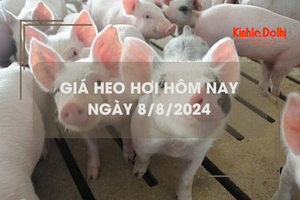 Giá heo hơi hôm nay 8/8/2024: điều chỉnh trái chiều 1.000 đồng/kg