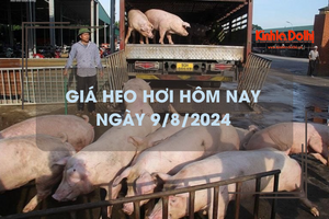 Giá heo hơi hôm nay 9/8/2024: giảm 1.000 đồng/kg