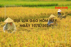 Giá lúa gạo hôm nay 10/8/2024: đồng loạt tăng nhẹ