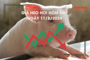 Giá heo hơi hôm nay 11/8/2024: cao nhất 66.000 đồng/kg