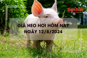 Giá heo hơi hôm nay 12/8/2024: giao dịch thấp nhất 61.000 đồng/kg