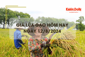 Giá lúa gạo hôm nay 12/8/2024: giá gạo xuất khẩu tăng 3 - 5 USD/tấn