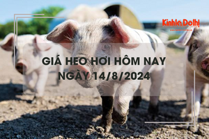 Giá heo hơi hôm nay 14/8: lặng sóng trên cả 3 miền