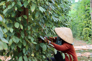 Giá tiêu hôm nay 15/8: tăng 2 ngày liên tiếp, chinh phục mốc 140.000 đồng/kg