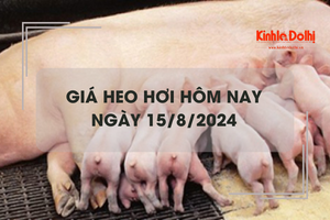 Giá heo hơi hôm nay 15/8: Vĩnh Long tăng nhẹ lên mức 62.000 đồng/kg