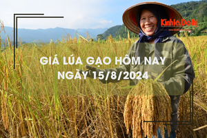 Giá lúa gạo hôm nay 15/8: giá lúa tiếp đà tăng cao