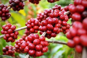 Giá cà phê hôm nay 16/8: Robusta lại tăng tiếp cả trăm USD một tấn