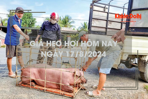 Giá heo hơi hôm nay 17/8: dao động từ 61.000 - 66.000 đồng/kg