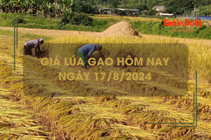 Giá lúa gạo hôm nay 17/8: giá gạo tiếp đà tăng nhẹ