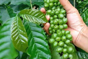 Giá cà phê hôm nay 18/8: Robusta có tuần rực rỡ, tăng 339 USD/tấn