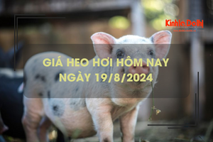 Giá heo hơi hôm nay 19/8: lặng sóng ngày đầu tuần