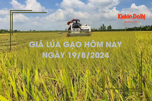 Giá lúa gạo hôm nay 19/8: giá gạo xuất khẩu cao nhất thế giới