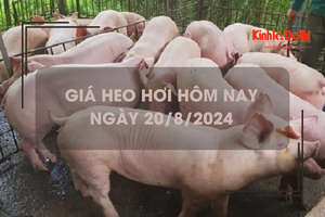 Giá heo hơi hôm nay 20/8: giảm nhẹ 1.000 đồng/kg tại miền Nam