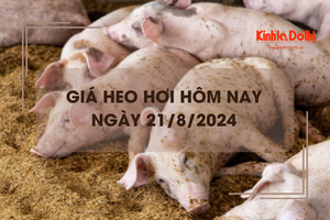 Giá heo hơi hôm nay 21/8: miền Bắc giảm nhẹ 1.000 đồng/kg