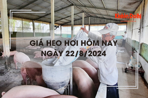 Giá heo hơi hôm nay 22/8: tăng 1.000 - 2.000 đồng/kg trên cả 3 miền