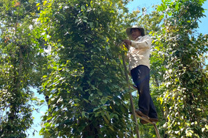 Giá tiêu hôm nay 24/8: các nước Đông Nam Á tăng, Trung Quốc-Ấn Độ giảm