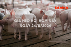 Giá heo hơi hôm nay 24/8: lặng sóng trên cả ba miền