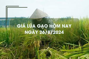 Giá lúa gạo hôm nay 26/8: giá gạo xuất khẩu neo cao