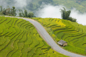 Cung đường ở Lào Cai mùa lúa chín gây sốt, khách ngỡ ‘chốn bồng lai’