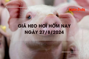 Giá heo hơi hôm nay 27/8: một vài địa phương tăng nhẹ 1.000 đồng/kg